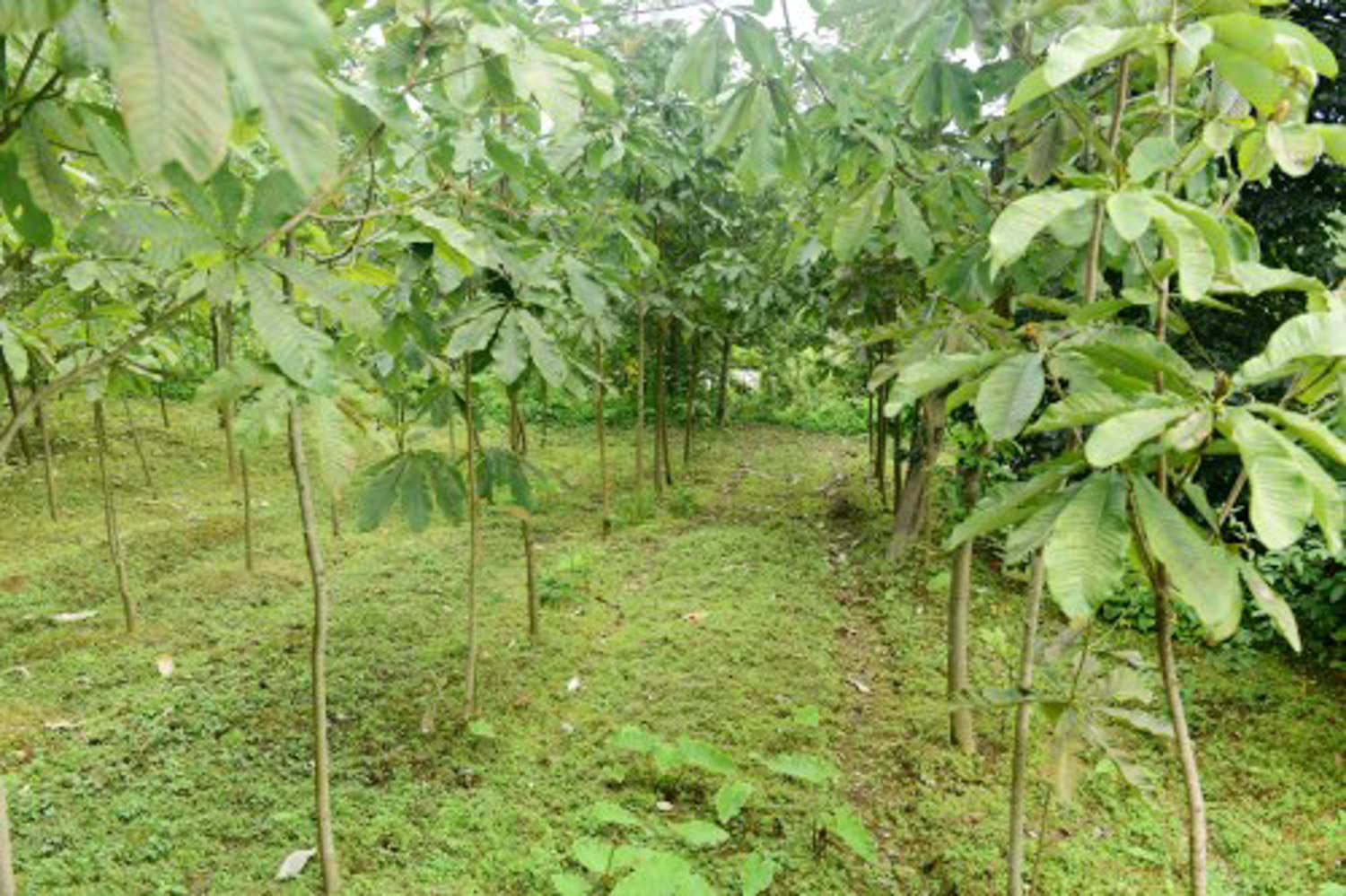 树苗移栽成活要注意些什么(图1)