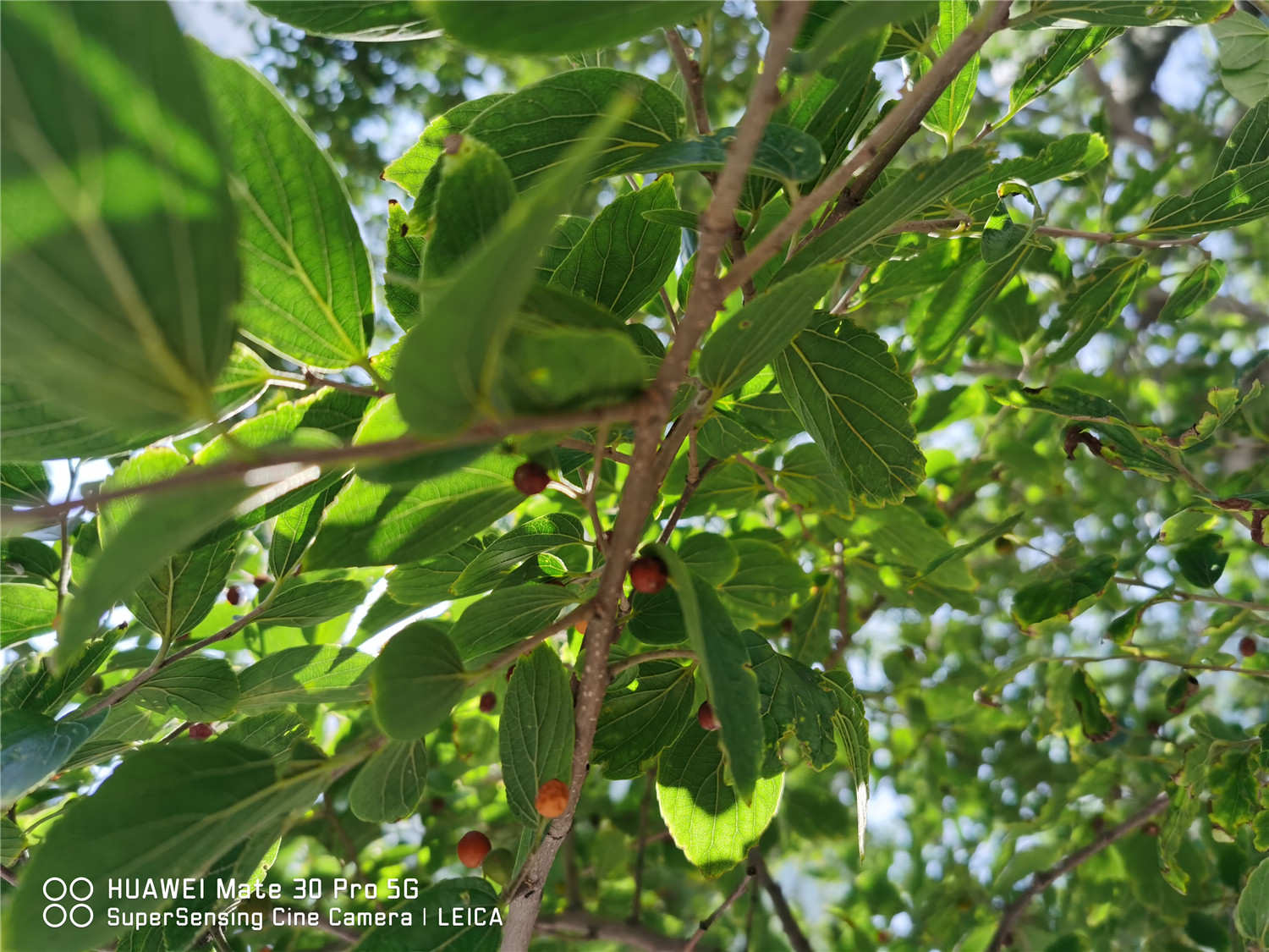 树苗移栽成活要注意些什么(图2)