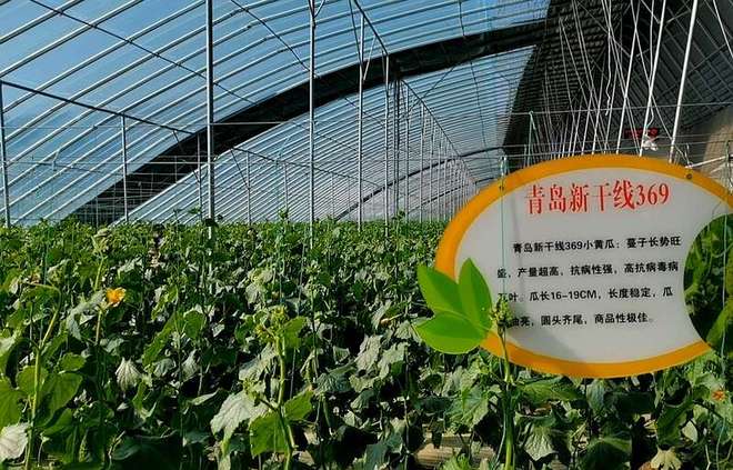 甘肃：黄土塬上土味产业“玩出花”(图3)