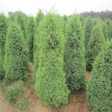 上海闵行区到辽宁丹东凤城物流公司400--856--0100上海闵行区(图1)