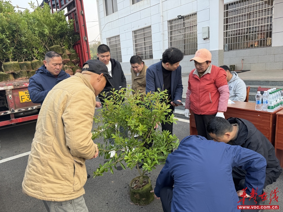 湘阴县东塘镇：杨梅苗到家 振兴有 “甜头”(图1)