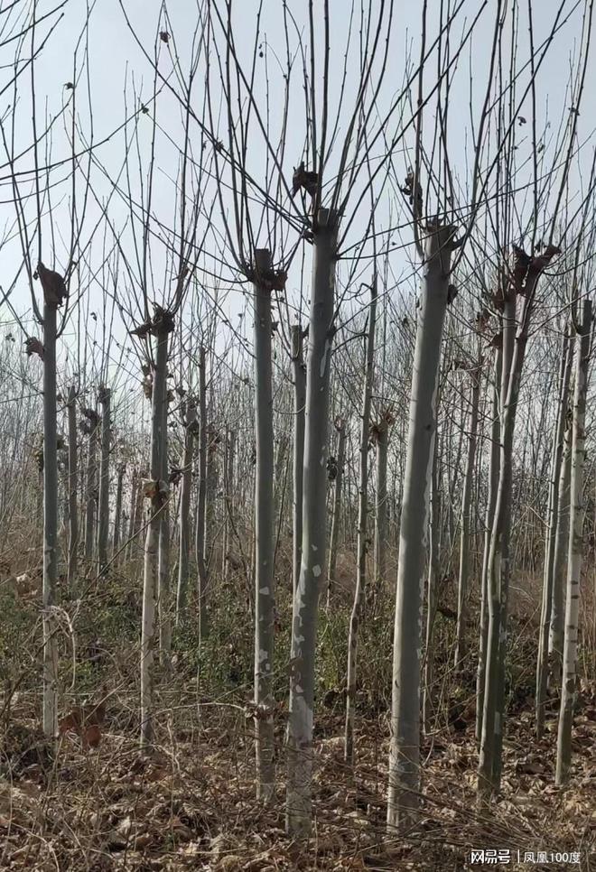 河南封丘腾润苗木刘文军：家国情怀 植种万千苗木 守望生命绿洲(图3)