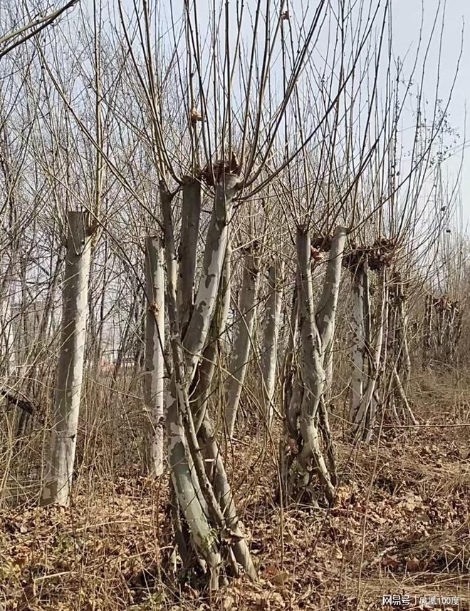 河南封丘腾润苗木刘文军：家国情怀 植种万千苗木 守望生命绿洲(图4)