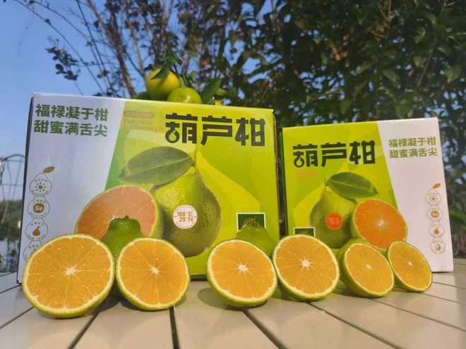 大学种的橘子为何不愁销量(图1)