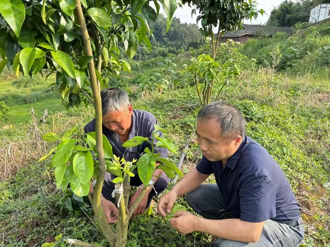 大学种的橘子为何不愁销量(图2)