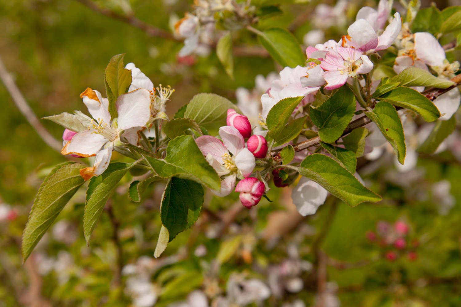 苹果树苗种植方法及过程(图1)