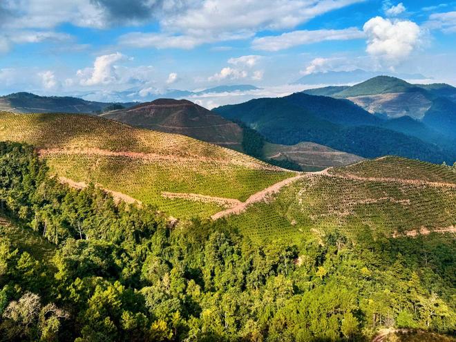 云南普洱国家储备林项目桉树种植任务完成(图2)