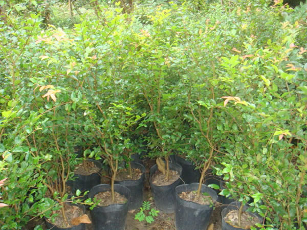 花木植物怎么种植(图1)