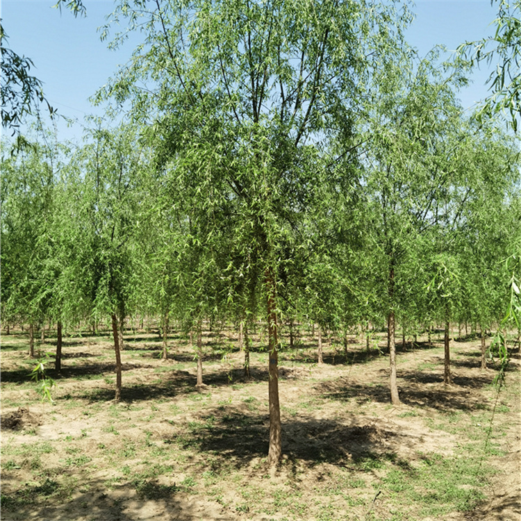 县区动态柞水县筑牢生态屏障 谱写高质量发展绿色篇章(图1)