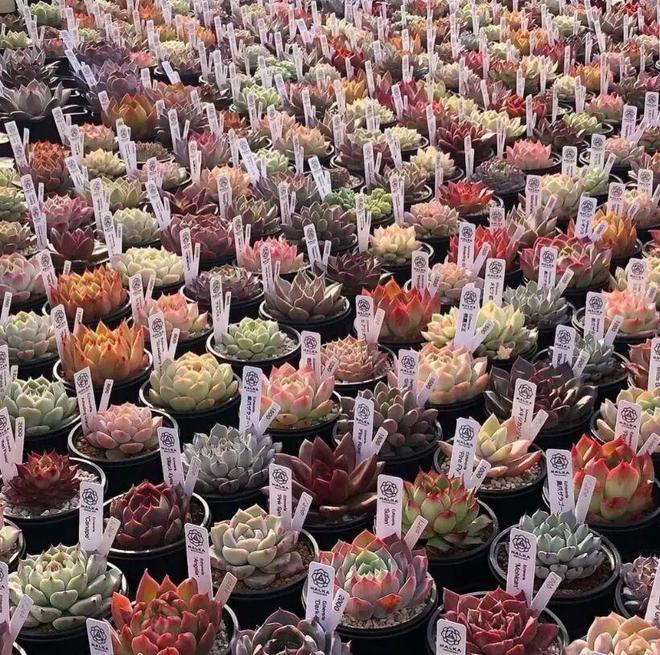 日本多肉大棚培育多肉很用心每一棵都精致状态超好看！(图1)