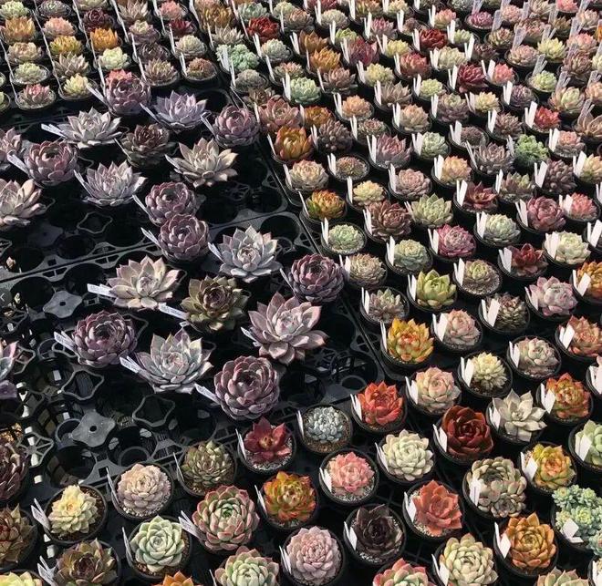日本多肉大棚培育多肉很用心每一棵都精致状态超好看！(图2)