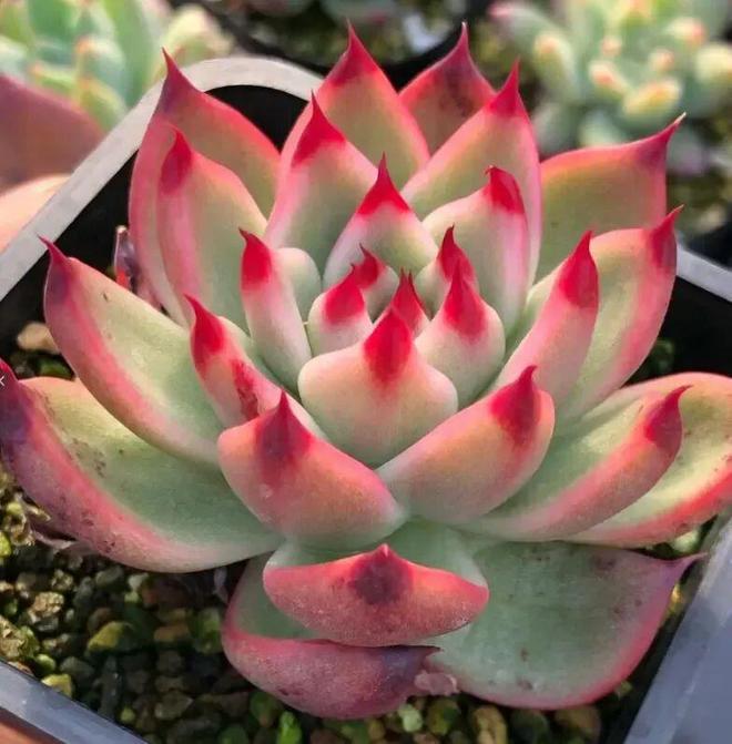 日本多肉大棚培育多肉很用心每一棵都精致状态超好看！(图3)