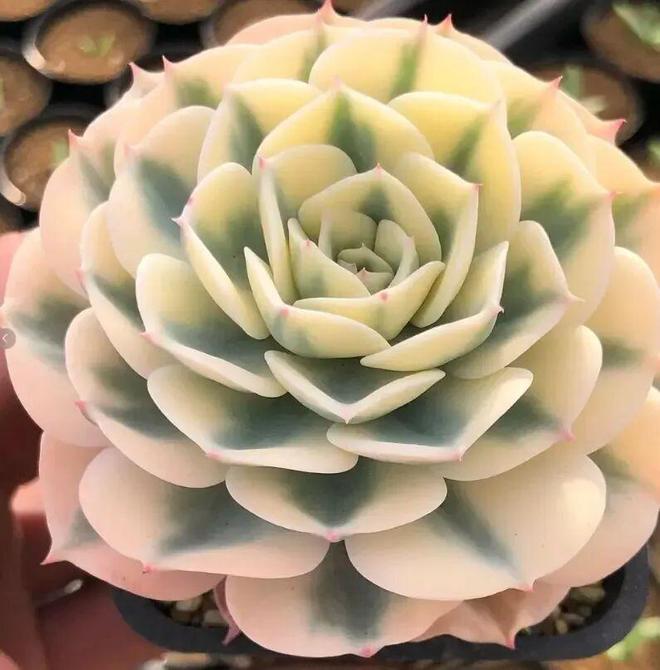 日本多肉大棚培育多肉很用心每一棵都精致状态超好看！(图4)