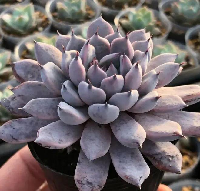 日本多肉大棚培育多肉很用心每一棵都精致状态超好看！(图6)