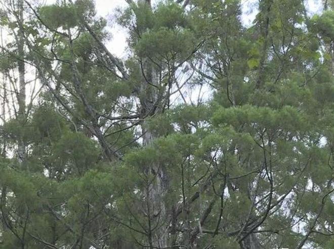 被预言百年内灭绝云南仅1株2017年专家2次尝试培育都失败(图3)