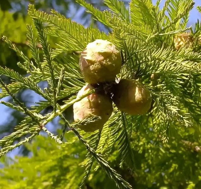 被预言百年内灭绝云南仅1株2017年专家2次尝试培育都失败(图4)