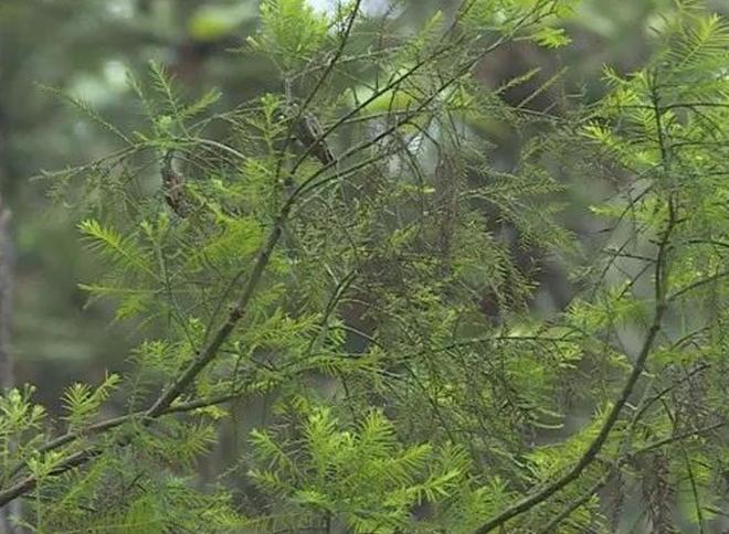 被预言百年内灭绝云南仅1株2017年专家2次尝试培育都失败(图1)