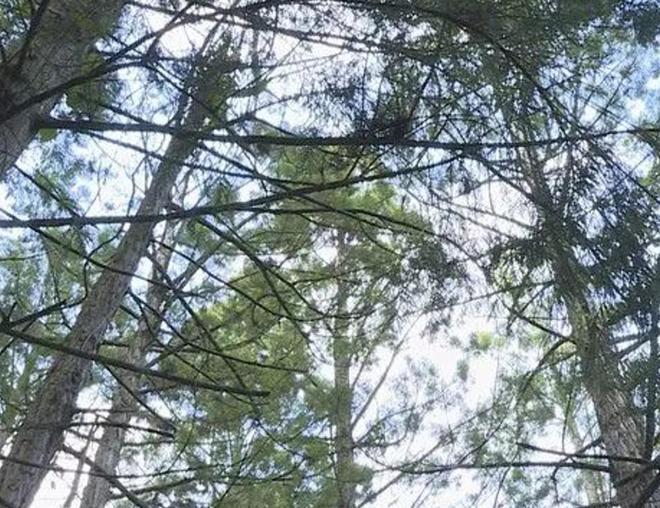 被预言百年内灭绝云南仅1株2017年专家2次尝试培育都失败(图2)