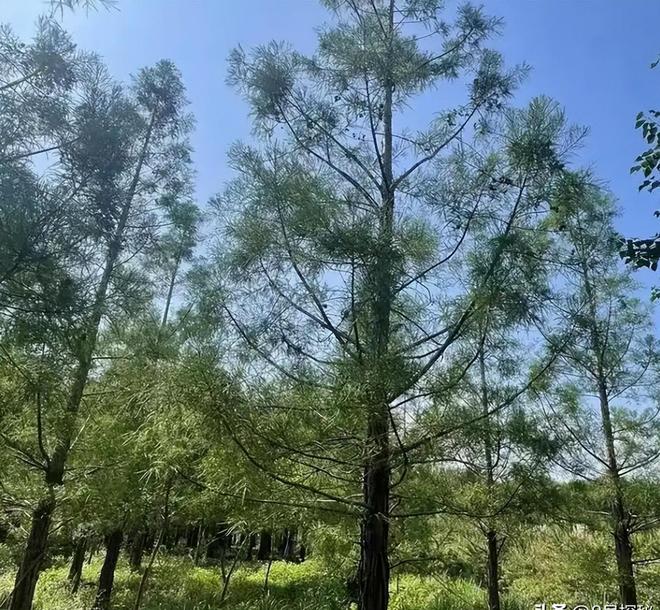 被预言百年内灭绝云南仅1株2017年专家2次尝试培育都失败(图5)