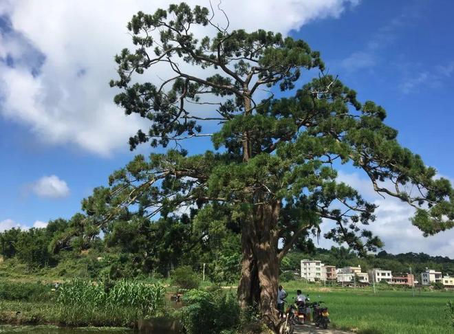 被预言百年内灭绝云南仅1株2017年专家2次尝试培育都失败(图9)