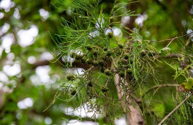 被预言百年内灭绝云南仅1株2017年专家2次尝试培育都失败(图6)