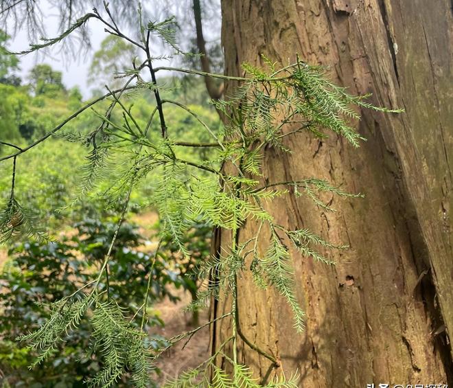 被预言百年内灭绝云南仅1株2017年专家2次尝试培育都失败(图8)