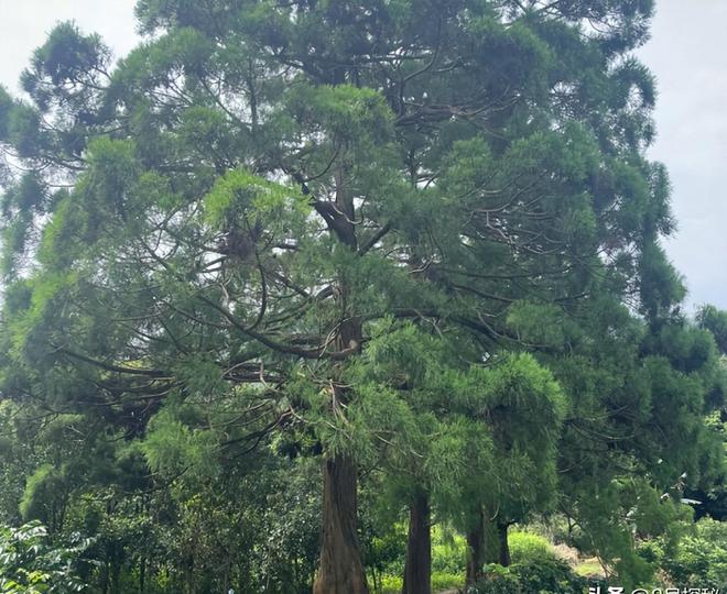 被预言百年内灭绝云南仅1株2017年专家2次尝试培育都失败(图7)