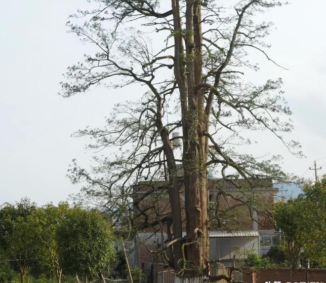 被预言百年内灭绝云南仅1株2017年专家2次尝试培育都失败(图10)