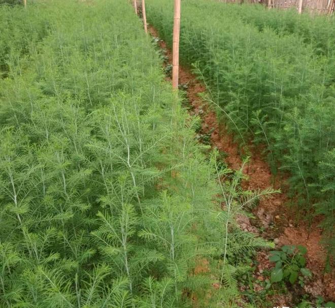 被预言百年内灭绝云南仅1株2017年专家2次尝试培育都失败(图15)