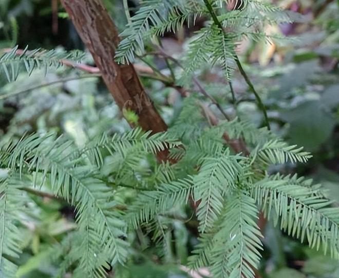 被预言百年内灭绝云南仅1株2017年专家2次尝试培育都失败(图14)