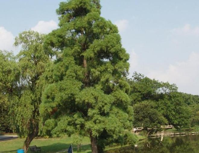 被预言百年内灭绝云南仅1株2017年专家2次尝试培育都失败(图13)