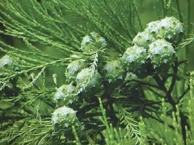 被预言百年内灭绝云南仅1株2017年专家2次尝试培育都失败(图11)