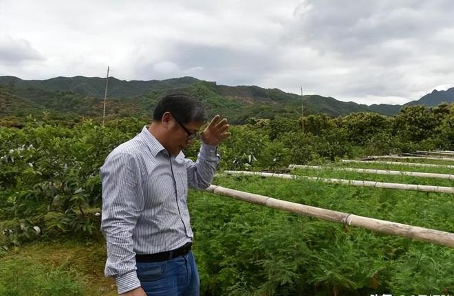 被预言百年内灭绝云南仅1株2017年专家2次尝试培育都失败(图16)