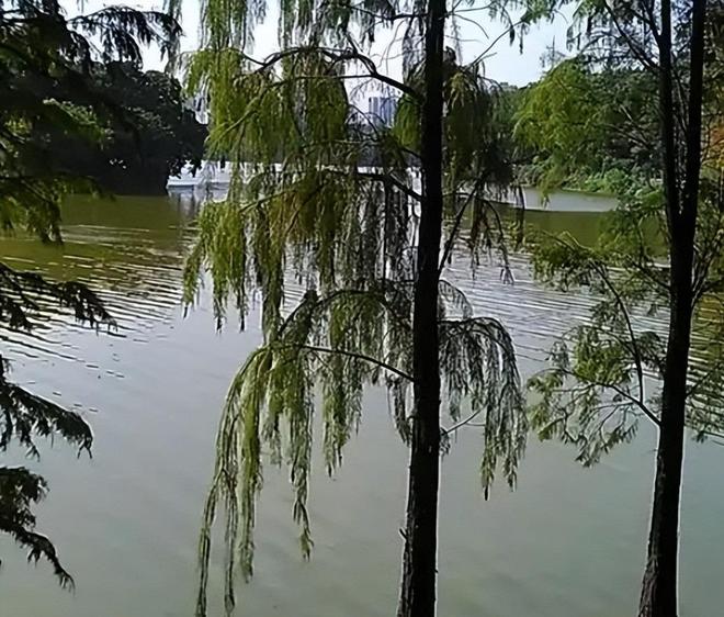 被预言百年内灭绝云南仅1株2017年专家2次尝试培育都失败(图19)