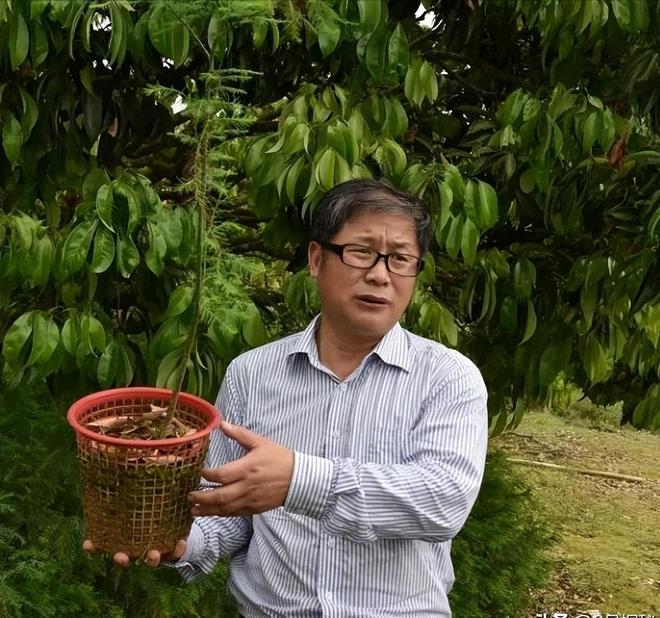 被预言百年内灭绝云南仅1株2017年专家2次尝试培育都失败(图17)