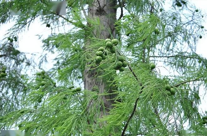 被预言百年内灭绝云南仅1株2017年专家2次尝试培育都失败(图18)