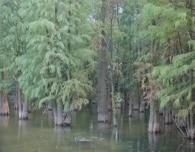 被预言百年内灭绝云南仅1株2017年专家2次尝试培育都失败(图20)