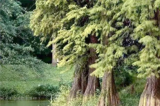 被预言百年内灭绝云南仅1株2017年专家2次尝试培育都失败(图21)