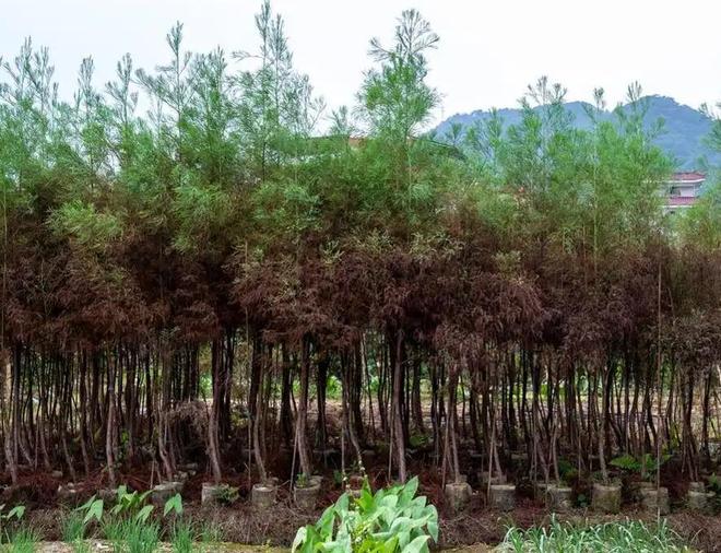 被预言百年内灭绝云南仅1株2017年专家2次尝试培育都失败(图24)