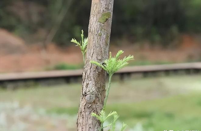 被预言百年内灭绝云南仅1株2017年专家2次尝试培育都失败(图23)