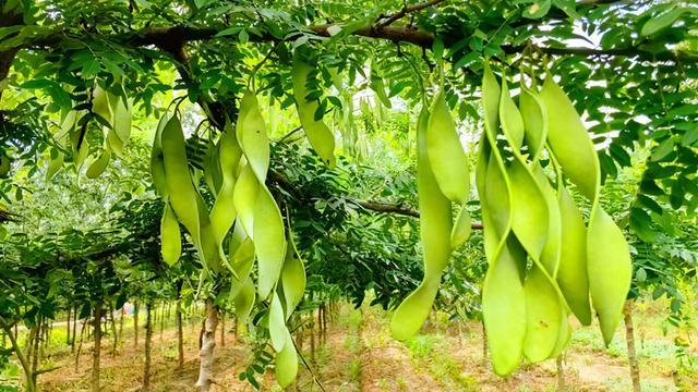 河南确山：林产融合绘就新图景(图1)