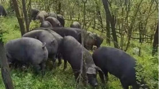 河南确山：林产融合绘就新图景(图2)