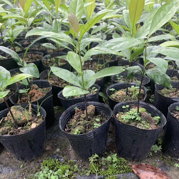 菩提榕“结”出湖州产品新年出海首单(图1)