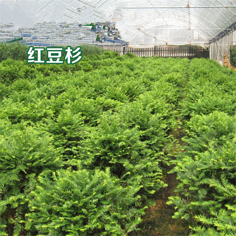 关于加强林草有害生物防控和鸟类、兰科等野生动植物保护的令(图1)