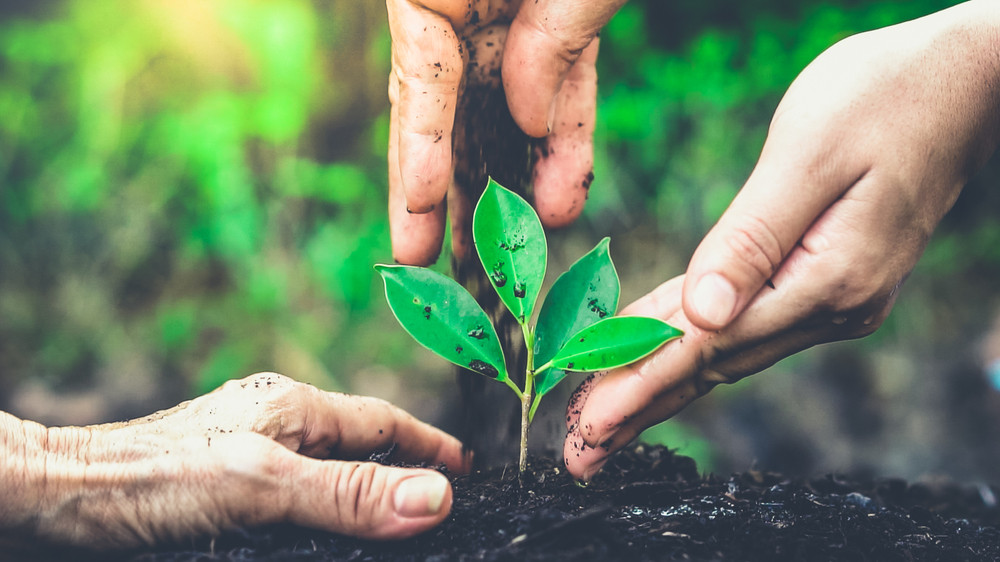 江西南昌：“美丽经济”铺就乡村振兴“锦绣路”(图1)