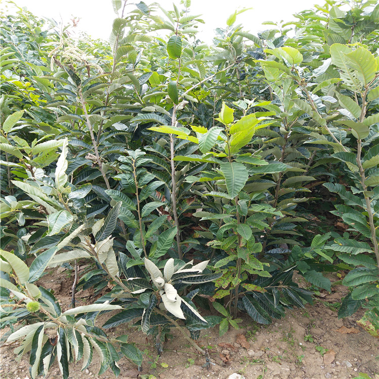 漠川深山药飘香 佛手结出“致富果”(图1)