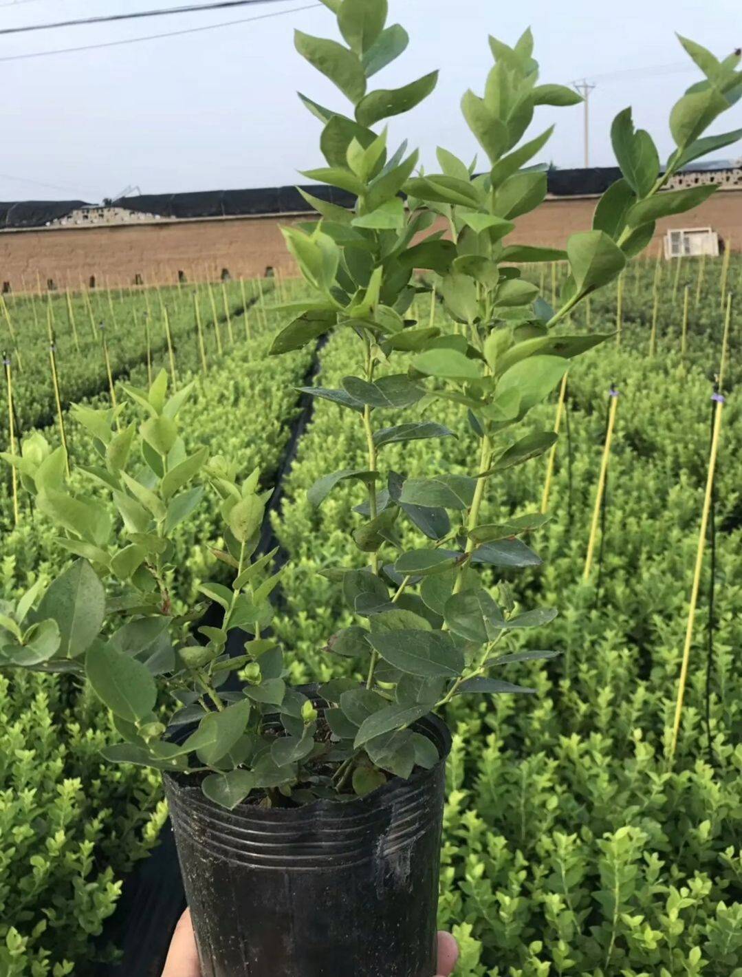 老玩家分享宜春植树造林：绿化家园的绿色行动(图1)