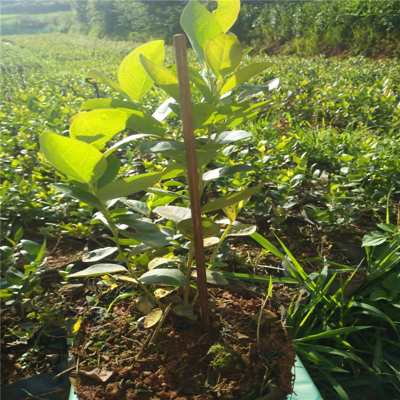 河北顺平：冬日绿植热销 “美丽经济”焕生机(图1)