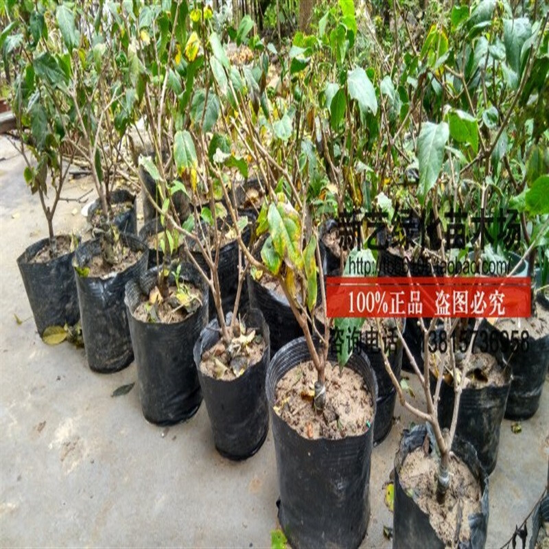 龙陵：冬日蓝莓果满枝甜蜜经济启新程(图1)