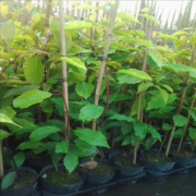 靠谱之选：哈尔滨荷之源为城市黑臭水治理保驾护航(图1)